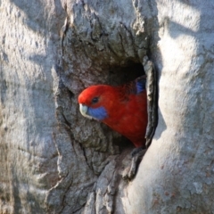 Platycercus elegans (Crimson Rosella) at Red Hill, ACT - 18 Oct 2015 by roymcd