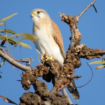 Falco cenchroides (Nankeen Kestrel) at Red Hill Nature Reserve - 15 Aug 2015 by roymcd