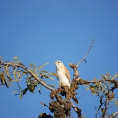 Falco cenchroides at Garran, ACT - 15 Aug 2015 04:51 PM