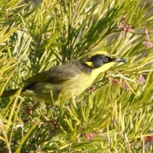 Lichenostomus melanops at Red Hill, ACT - 8 Jul 2015 03:19 PM