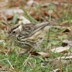 Pyrrholaemus sagittatus (Speckled Warbler) at Red Hill, ACT - 26 Aug 2015 by roymcd