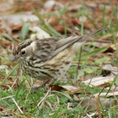 Pyrrholaemus sagittatus (Speckled Warbler) at Red Hill, ACT - 26 Aug 2015 by roymcd