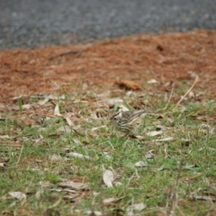 Pyrrholaemus sagittatus at Red Hill, ACT - 26 Aug 2015