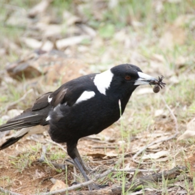 Gymnorhina tibicen (Australian Magpie) at Red Hill Nature Reserve - 16 Oct 2015 by roymcd