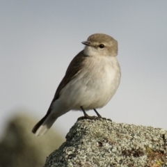 Microeca fascinans (Jacky Winter) at Garran, ACT - 17 Aug 2015 by roymcd