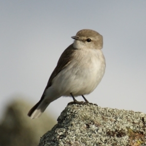 Microeca fascinans at Garran, ACT - 17 Aug 2015 05:14 PM