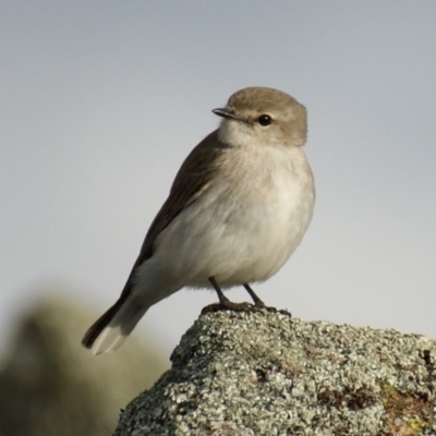 Microeca fascinans (Jacky Winter) at Garran, ACT - 17 Aug 2015 by roymcd