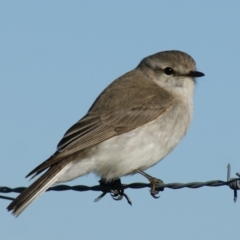 Microeca fascinans at Garran, ACT - 17 Aug 2015 05:14 PM