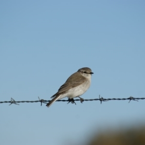 Microeca fascinans at Garran, ACT - 17 Aug 2015 05:14 PM