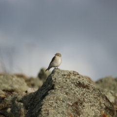 Microeca fascinans at Garran, ACT - 17 Aug 2015 05:14 PM