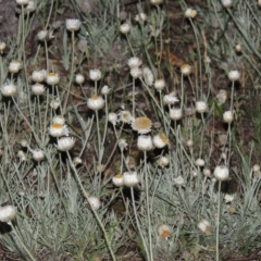 Leucochrysum albicans subsp. tricolor (Hoary Sunray) at Theodore, ACT - 7 Nov 2015 by MichaelBedingfield