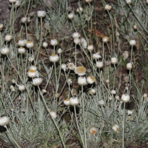 Leucochrysum albicans subsp. tricolor at Theodore, ACT - 7 Nov 2015 09:58 PM