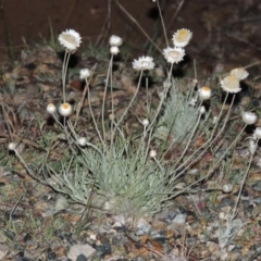 Leucochrysum albicans subsp. tricolor at Theodore, ACT - 7 Nov 2015