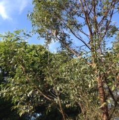 Phascolarctos cinereus (Koala) at Myocum, NSW - 16 Nov 2015 by Shalini