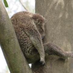 Phascolarctos cinereus (Koala) at  - 13 Nov 2015 by GlennAlbrecht