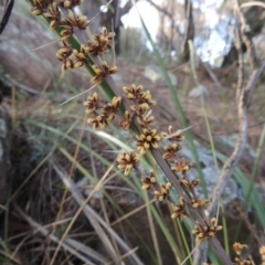 Lomandra longifolia (Spiny-headed Mat-rush, Honey Reed) at Theodore, ACT - 7 Nov 2015 by MichaelBedingfield