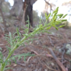 Senecio bathurstianus (Rough Fireweed) at Theodore, ACT - 7 Nov 2015 by michaelb