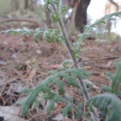 Senecio bathurstianus at Theodore, ACT - 7 Nov 2015 05:51 PM