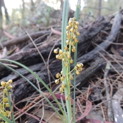 Lomandra filiformis (Wattle Mat-rush) at Theodore, ACT - 7 Nov 2015 by MichaelBedingfield