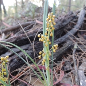 Lomandra filiformis at Theodore, ACT - 7 Nov 2015 05:54 PM