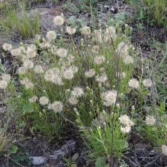 Vittadinia muelleri (Narrow-leafed New Holland Daisy) at Theodore, ACT - 7 Nov 2015 by MichaelBedingfield