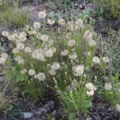 Vittadinia muelleri (Narrow-leafed New Holland Daisy) at Theodore, ACT - 7 Nov 2015 by michaelb