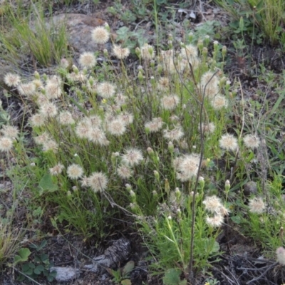 Vittadinia muelleri (Narrow-leafed New Holland Daisy) at Tuggeranong Hill - 7 Nov 2015 by michaelb