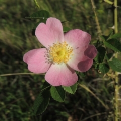 Rosa rubiginosa (Sweet Briar, Eglantine) at Tuggeranong Hill - 7 Nov 2015 by michaelb