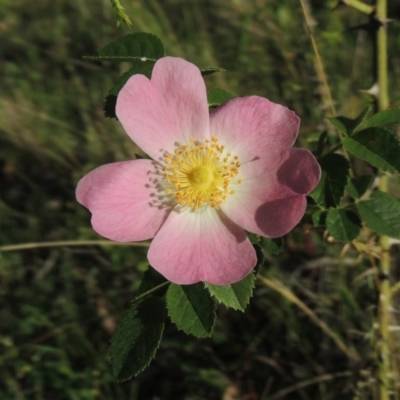 Rosa rubiginosa (Sweet Briar, Eglantine) at Theodore, ACT - 7 Nov 2015 by michaelb