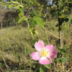 Rosa rubiginosa at Theodore, ACT - 7 Nov 2015