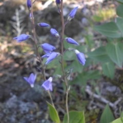 Veronica perfoliata (Digger's Speedwell) at Majura, ACT - 16 Nov 2015 by SilkeSma