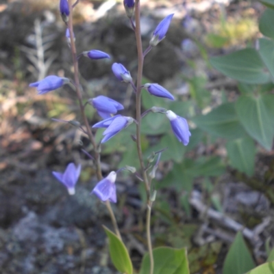 Veronica perfoliata (Digger's Speedwell) at Majura, ACT - 16 Nov 2015 by SilkeSma