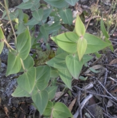 Veronica perfoliata at Majura, ACT - 16 Nov 2015