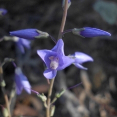 Veronica perfoliata at Majura, ACT - 16 Nov 2015