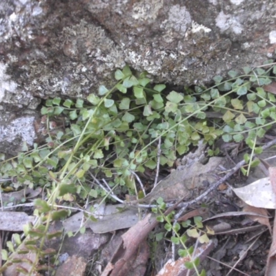 Asplenium flabellifolium (Necklace Fern) at Majura, ACT - 16 Nov 2015 by SilkeSma