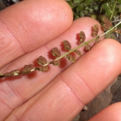 Asplenium flabellifolium at Majura, ACT - 16 Nov 2015