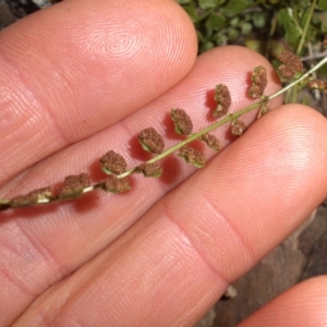 Asplenium flabellifolium at Majura, ACT - 16 Nov 2015