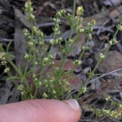 Galium gaudichaudii subsp. gaudichaudii (Rough Bedstraw) at Mount Ainslie - 15 Nov 2015 by SilkeSma