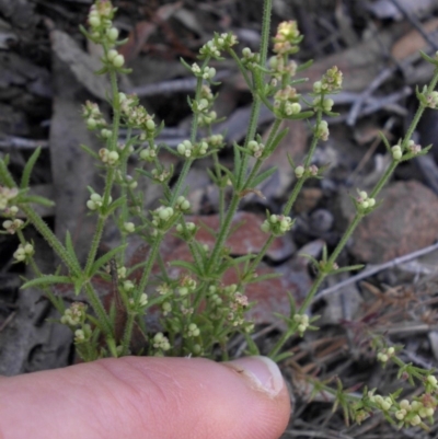 Galium gaudichaudii subsp. gaudichaudii (Rough Bedstraw) at Mount Ainslie - 15 Nov 2015 by SilkeSma