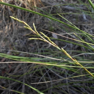 Lepidosperma laterale (Variable Sword Sedge) at Majura, ACT - 16 Nov 2015 by SilkeSma