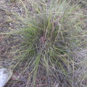 Lepidosperma laterale at Majura, ACT - 16 Nov 2015