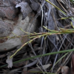 Lepidosperma laterale at Majura, ACT - 16 Nov 2015