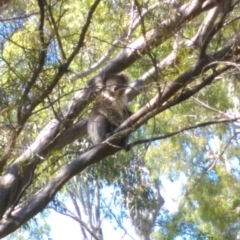 Phascolarctos cinereus (Koala) at Glenalta, SA - 15 Nov 2015 by PeteBec