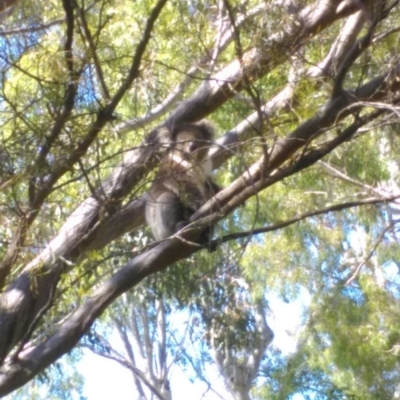Phascolarctos cinereus (Koala) at Glenalta, SA - 15 Nov 2015 by PeteBec