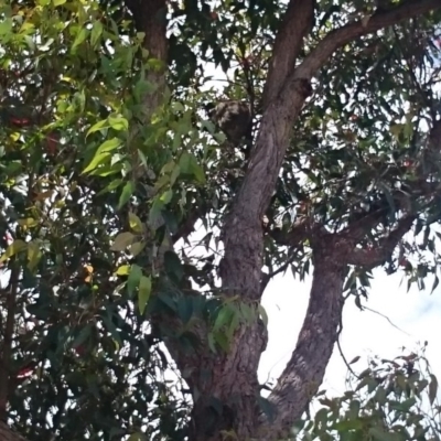 Phascolarctos cinereus (Koala) at Port Macquarie, NSW - 16 Nov 2015 by Charlesbusby