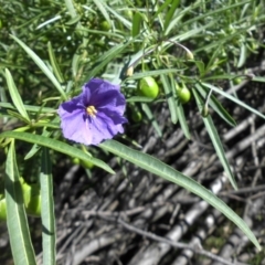 Solanum linearifolium (Kangaroo Apple) at Majura, ACT - 15 Nov 2015 by SilkeSma