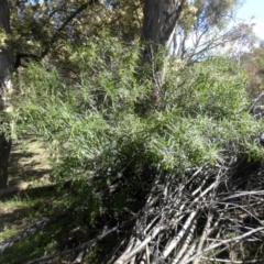 Solanum linearifolium at Majura, ACT - 16 Nov 2015