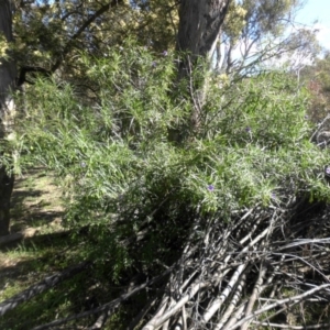 Solanum linearifolium at Majura, ACT - 16 Nov 2015 09:23 AM