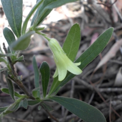 Billardiera scandens (Hairy Apple Berry) at Majura, ACT - 16 Nov 2015 by SilkeSma