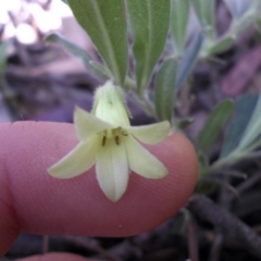 Billardiera scandens at Majura, ACT - 16 Nov 2015 10:28 AM